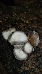 Hohenbuehelia unguicularis