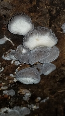 Hohenbuehelia unguicularis