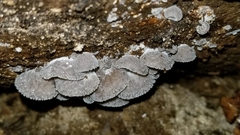 Hohenbuehelia unguicularis