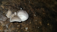 Hohenbuehelia unguicularis