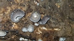 Hohenbuehelia unguicularis