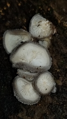 Hohenbuehelia unguicularis