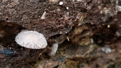 Hohenbuehelia unguicularis