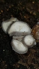 Hohenbuehelia unguicularis