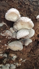 Hohenbuehelia unguicularis