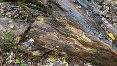 Hohenbuehelia unguicularis