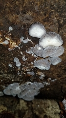 Hohenbuehelia unguicularis