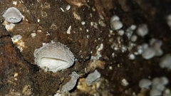 Hohenbuehelia unguicularis