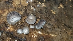 Hohenbuehelia unguicularis