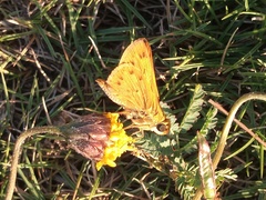 Hylephila phyleus phyleus