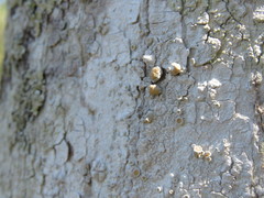 Lecanora louisianae