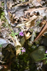 Polygala polygama
