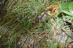 Polygala polygama