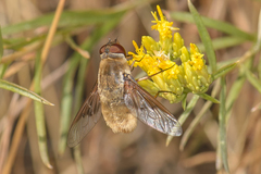 Paravilla edititoides