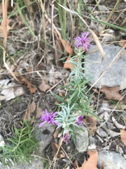 Vernonia lindheimeri