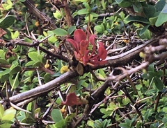 Puccinia magellanica