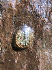 Nepomorpha