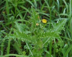 Sonchus asper asper