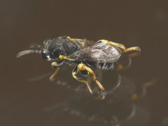 Brachymeria tibialis