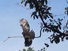 Rupornis magnirostris