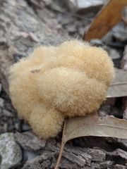 Callirhytis infuscata