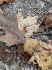 Callirhytis infuscata