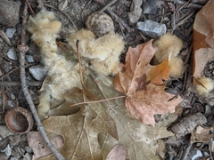Callirhytis infuscata