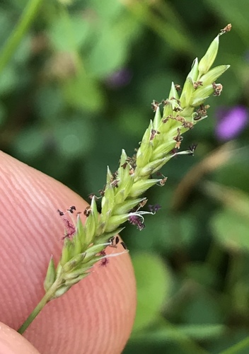 Sacciolepis indica