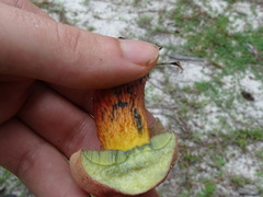 Butyriboletus floridanus image