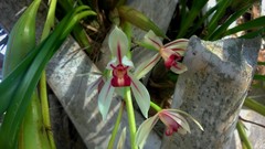 Cymbidium dayanum