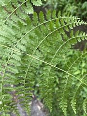 Dennstaedtia scandens