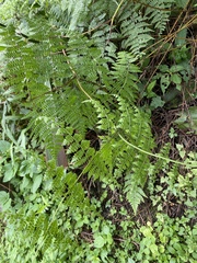 Dennstaedtia scandens