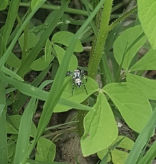 Habronattus aztecanus