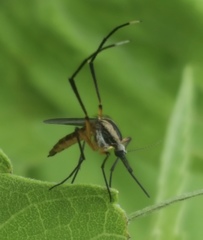 Psorophora longipalpus