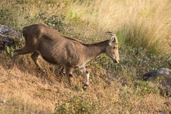 Nilgiritragus hylocrius