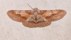 Stenoporpia macdunnoughi