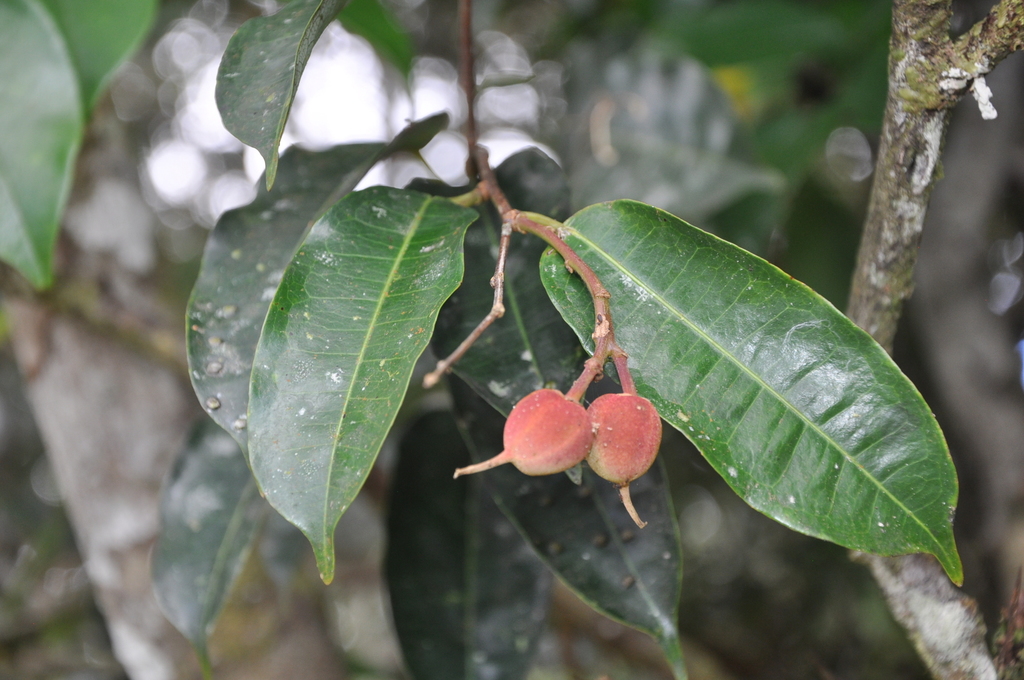 Mabea jefensis