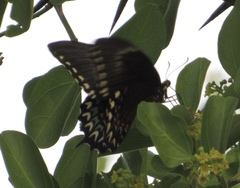Heraclides pallas bajaensis