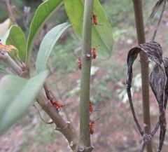 Oncopeltus guttaloides