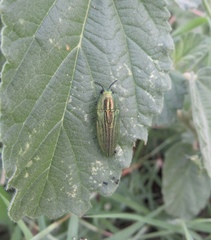 Agaeocera scintillans