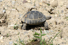 Testudo graeca ibera