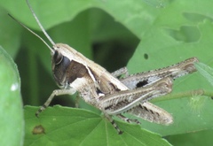 Boopedon flaviventris