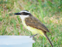 Pitangus sulphuratus