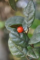 Lycianthes tysoniana