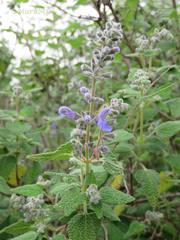 Salvia keerlii