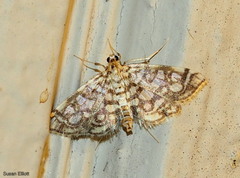 Lygropia rivulalis