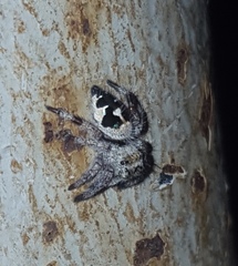 Phidippus maddisoni