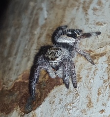 Phidippus maddisoni