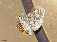 Lygropia rivulalis