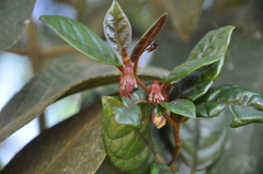 Lycianthes tysoniana